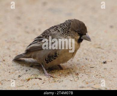 Il tessitore socievole (Philetairus socius), conosciuto anche come tessitore sociale comune, tessitore sociale comune e tessitore sociale, è una specie di BI Foto Stock