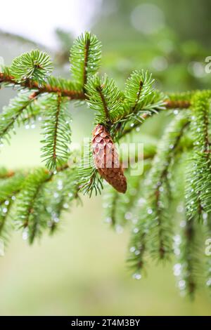 Rami verdi di un abete da vicino. Conifere nella foresta estiva. Foto Stock