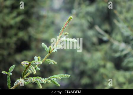 Ramo di abete in una foresta selvaggia. Foto Stock