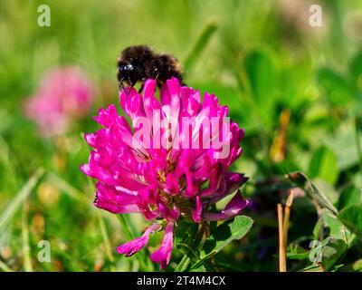 Bumblebee su Red Clover Trifolium pratense fiore Foto Stock
