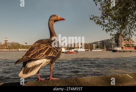 L'oca di greylag selvaggia che riposa su un muro di pietra sull'argine del fiume Tamigi nel centro di Londra. L'oca di greylag Anser anser è una specie o Foto Stock