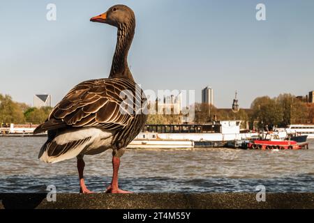 L'oca di greylag selvaggia che riposa su un muro di pietra sull'argine del fiume Tamigi nel centro di Londra. L'oca di greylag Anser anser è una specie o Foto Stock