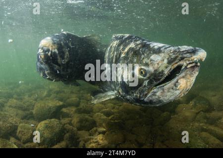 Salmone Chinook (Oncorhynchus tshawytscha) una specie minacciata in California, la loro corsa li porta a monte in acqua dolce dove vengono riprodotti e muoiono. Foto Stock