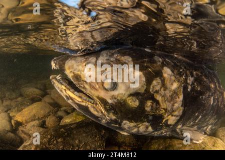 Salmone Chinook morente (Oncorhynchus tshawytscha), questi pesci muoiono dopo essere migrati in acqua dolce e aver riprodotto le uova per completare il loro ciclo di vita. Foto Stock