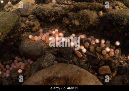 Le uova di un salmone Chinook (Oncorhynchus tshawytscha) sul letto del fiume durante la corsa del salmone del pacifico in California. Foto Stock