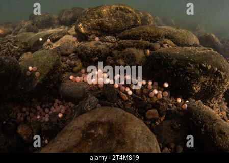 Le uova di un salmone Chinook (Oncorhynchus tshawytscha) sul letto del fiume durante la corsa del salmone del pacifico in California. Foto Stock