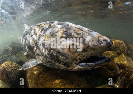 Salmone Chinook morente (Oncorhynchus tshawytscha), questi pesci muoiono dopo essere migrati in acqua dolce e aver riprodotto le uova per completare il loro ciclo di vita. Foto Stock