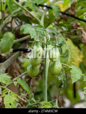 Pomodori piccoli a goccia o a forma di pera sulla vite, non maturi, orto australiano Foto Stock