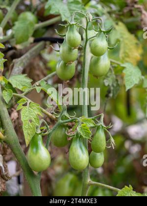 Pomodori piccoli a goccia o a forma di pera sulla vite, non maturi, orto australiano Foto Stock