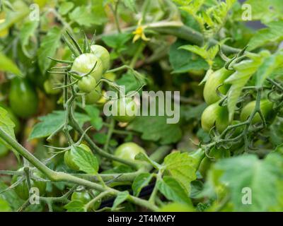 Grappoli di pere gialle e pomodori ciliegini ancora verdi e non maturi sulla vite in un orto australiano Foto Stock