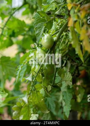 Grappolo di «pera gialla» ancora verde e non maturo sulla vite in un orto australiano Foto Stock