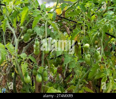 Grappoli di pere gialle e pomodori ciliegini ancora verdi e non maturi sulla vite in un orto australiano Foto Stock