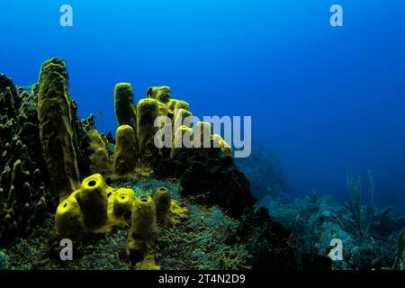Il bellissimo giallo della spugna tubolare gialla (Aplysina fistularis) contrasta piacevolmente con l'azzurro del mare. Foto Stock