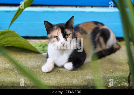 Bellissimo gatto calico, gatto multicolore che poggia sul gradino Foto Stock