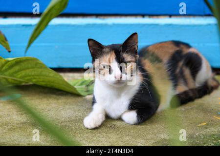 Bellissimo gatto calico, gatto multicolore che poggia sul gradino Foto Stock