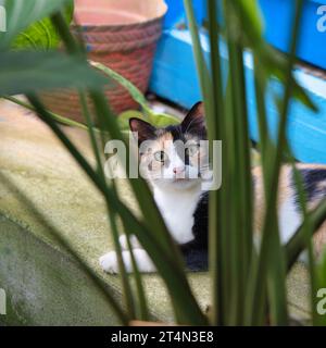 Bellissimo gatto calico, gatto multicolore che poggia sul gradino dietro i fiori che fissa la fotocamera Foto Stock