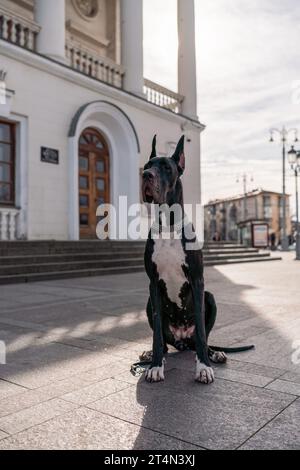 Il giovane nero Great Dane posa in città Foto Stock