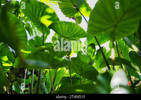 Il colpo di taro con angolazione bassa è una radice vegetale. È la specie più coltivata di diverse piante della famiglia delle Araceae, Mahe Seychelles Foto Stock