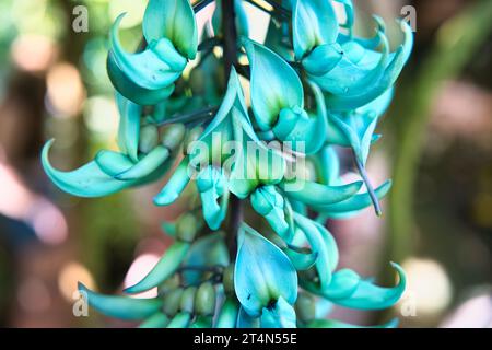 Strongylodon macrobotrys, comunemente noto come vite di giada, vite di smeraldo o vite di giada turchese, è una specie leguminosa perenne liana endemica Foto Stock