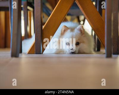 Cane da compagnia bianco pomerano steso sul pavimento sotto il tavolo e le gambe della sedia all'interno della casa Foto Stock