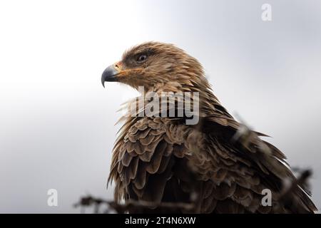 Ritratto di uno splendido e maestoso aquilone nero nel Parco nazionale del Serengeti, Tanzania, Africa Foto Stock