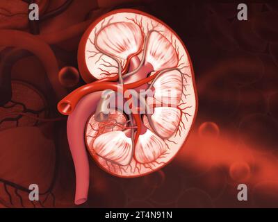 Sezione trasversale del rene umano su sfondo medico. rendering 3d. Foto Stock