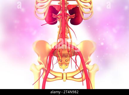Rene umano con skelton in ambito medico. rendering 3d. Foto Stock