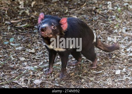 Tasmanian Devil in un ambiente boschivo aperto in Australia. Foto Stock