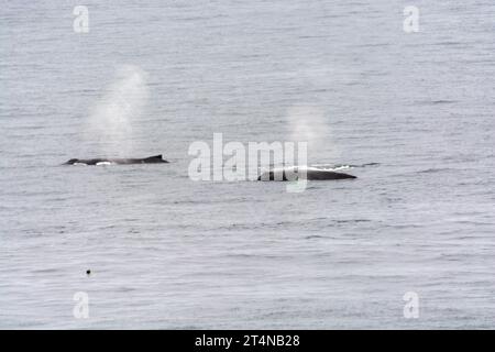 branco di megattere che si sputano nelle acque della baia di hughes. penisola antartica. antartide Foto Stock