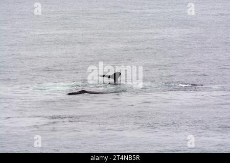 un branco di megattere che si sputano e si nutrono di reti a bolle d'aria nelle acque della baia di hughes. penisola antartica. antartide Foto Stock