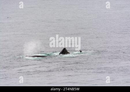 un branco di megattere che si sputano e si nutrono di reti a bolle d'aria nelle acque della baia di hughes. penisola antartica. antartide Foto Stock
