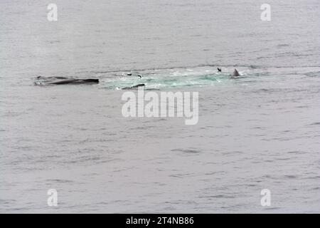 un branco di megattere che si sputano e si nutrono di reti a bolle d'aria nelle acque della baia di hughes. penisola antartica. antartide Foto Stock