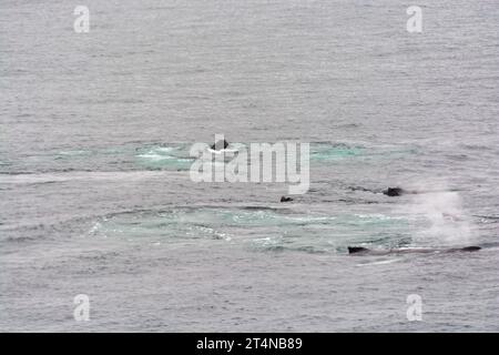 un branco di megattere che si sputano e si nutrono di reti a bolle d'aria nelle acque della baia di hughes. penisola antartica. antartide Foto Stock