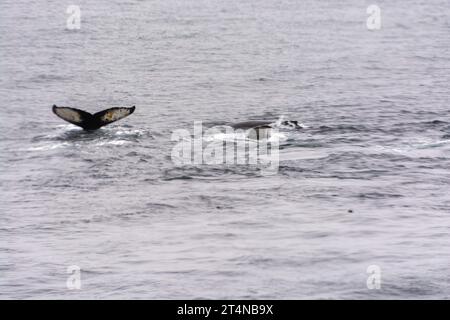 un branco di megattere che si sputano e si nutrono di reti a bolle d'aria nelle acque della baia di hughes. penisola antartica. antartide Foto Stock