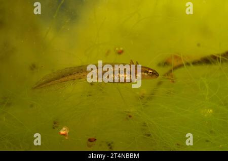 Primo piano su una larva del noce liscio comune europeo , Lissotriton vulgaris sott'acqua con branchie Foto Stock