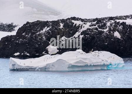 Pinguini d'Adelie in sella al ghiaccio galleggiante nelle acque di Hope Bay. Penisola antartica. Antartide Foto Stock