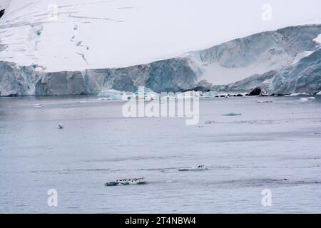 Pinguini d'Adelie in sella al ghiaccio galleggiante nelle acque di Hope Bay. Penisola antartica. Antartide Foto Stock