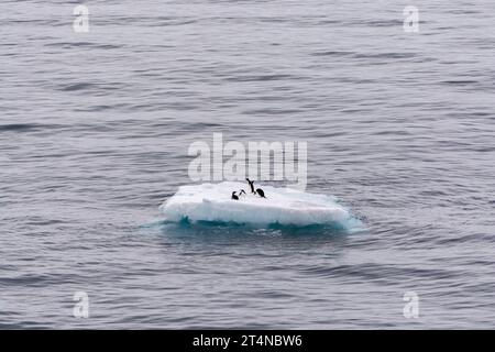 Pinguini d'Adelie in sella al ghiaccio galleggiante nelle acque di Hope Bay. Penisola antartica. Antartide Foto Stock