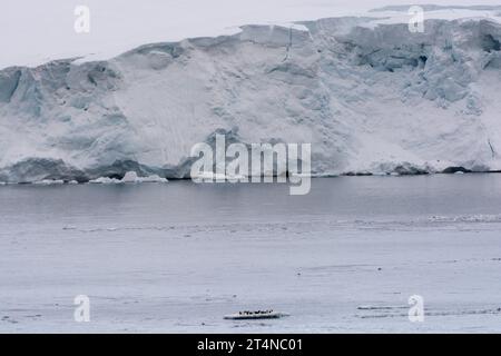 Pinguini d'Adelie in sella al ghiaccio galleggiante nelle acque di Hope Bay. Penisola antartica. Antartide Foto Stock