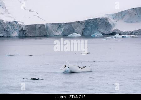 Pinguini d'Adelie in sella al ghiaccio galleggiante nelle acque di Hope Bay. Penisola antartica. Antartide Foto Stock