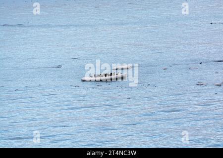 Pinguini d'Adelie in sella al ghiaccio galleggiante nelle acque di Hope Bay. Penisola antartica. Antartide Foto Stock