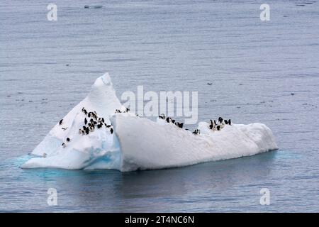 Pinguini d'Adelie in sella al ghiaccio galleggiante nelle acque di Hope Bay. Penisola antartica. Antartide Foto Stock