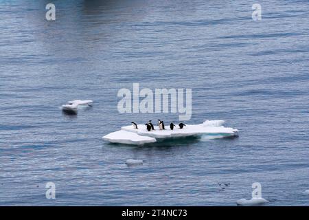 Pinguini d'Adelie in sella al ghiaccio galleggiante nelle acque di Hope Bay. Penisola antartica. Antartide Foto Stock