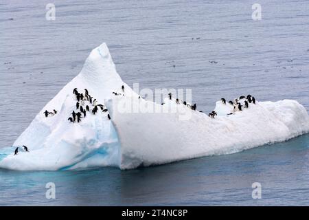 Pinguini d'Adelie in sella al ghiaccio galleggiante nelle acque di Hope Bay. Penisola antartica. Antartide Foto Stock