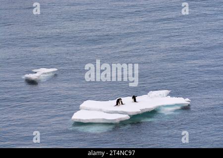 Pinguini d'Adelie in sella al ghiaccio galleggiante nelle acque di Hope Bay. Penisola antartica. Antartide Foto Stock