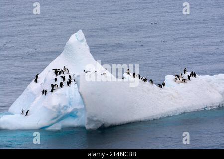 Pinguini d'Adelie in sella al ghiaccio galleggiante nelle acque di Hope Bay. Penisola antartica. Antartide Foto Stock