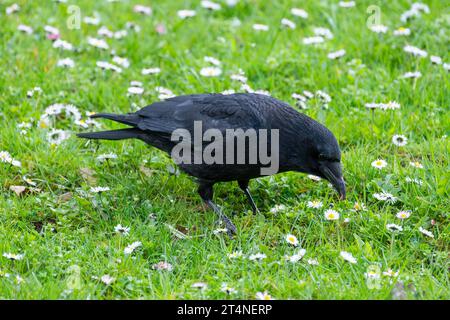 Corvo di Carrion (Corvus corone) in cerca di cibo in un prato, Turingia, Germania Foto Stock