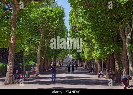 Viale di platani (Platanus) nel Jardin des Plantes, Giardino Botanico, 57 Rue Cuvier, Parigi, Francia Foto Stock