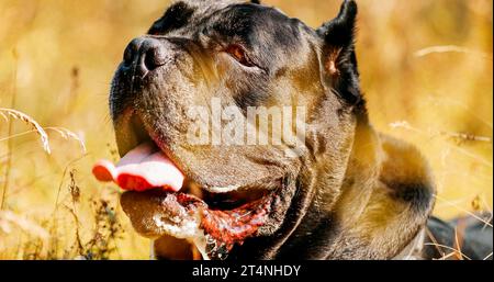 Black cane corso Dog. Big Dog si riproduce. Primo piano Portrait Foto Stock
