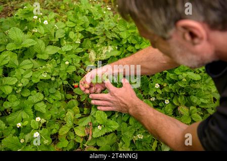 Jordi Bret, produttore di bacche Red Passion, nel suo campo di fragole alla base di Montseny (Viladrau, Osona, Catalogna, Spagna) Foto Stock